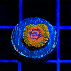 Grand Master Krakatoa Zoanthids Coral
