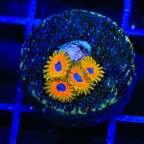 Great Owl Zoanthids Coral