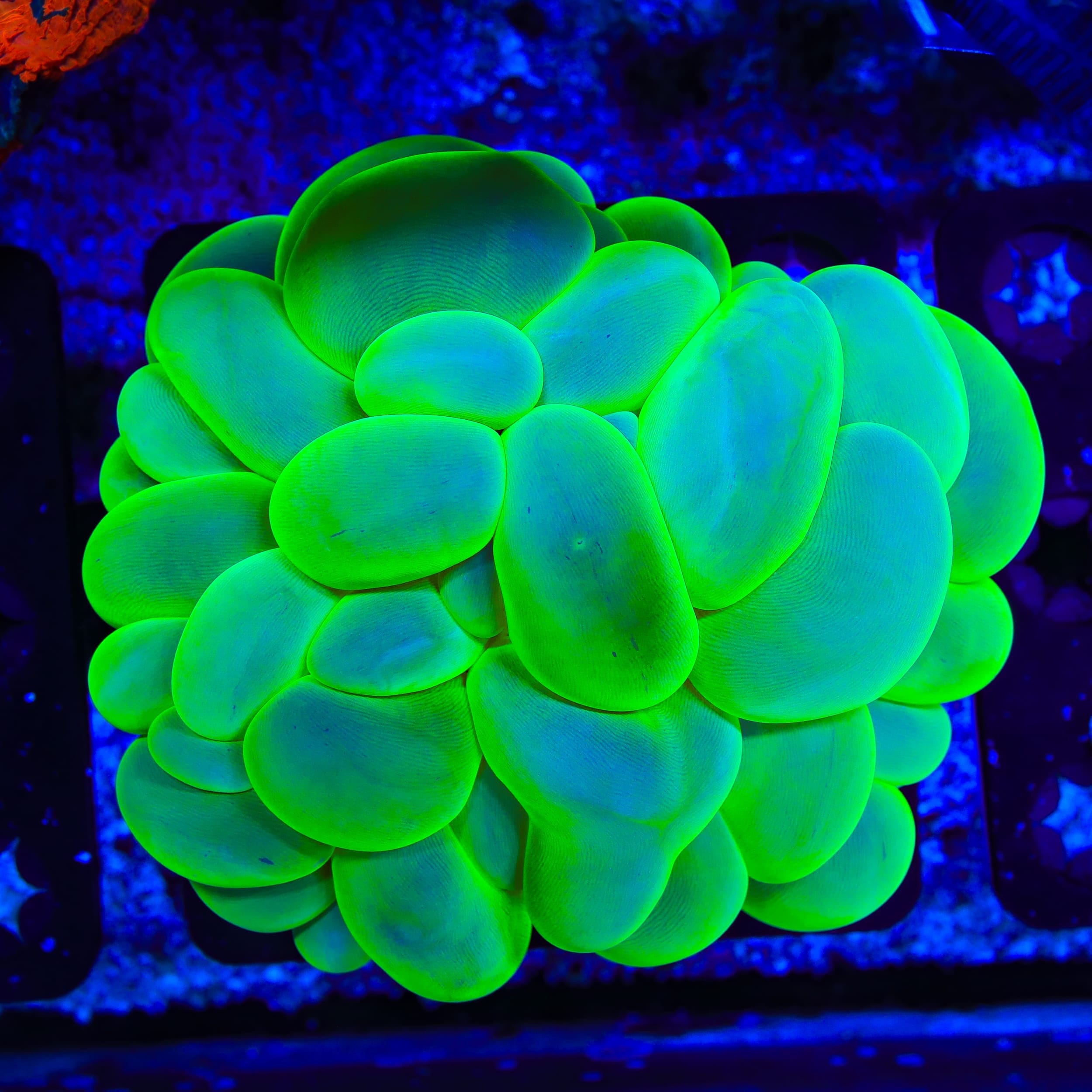 Green Bubble Coral