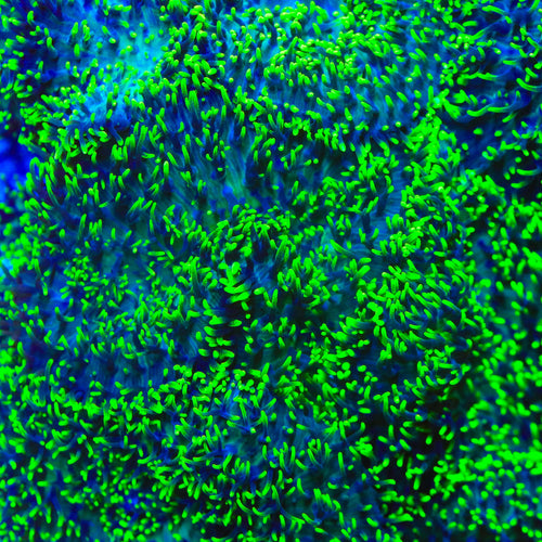 Green Hairy Mushroom Coral