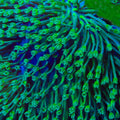 Green Long Polyp Toadstool Leather Coral