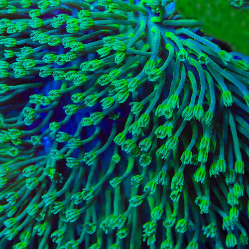 Green Long Polyp Toadstool Leather Coral
