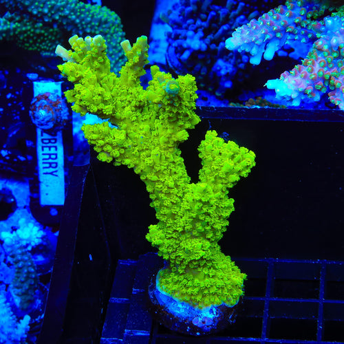 Green Slimer Stag Acropora Colony Coral