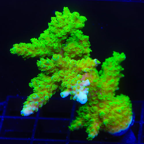 Green Slimer Stag Acropora Colony Coral