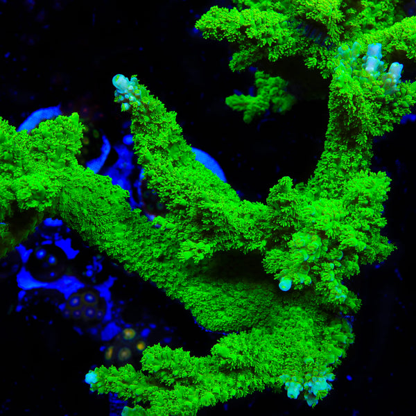 Green Slimer Stag Acropora Coral