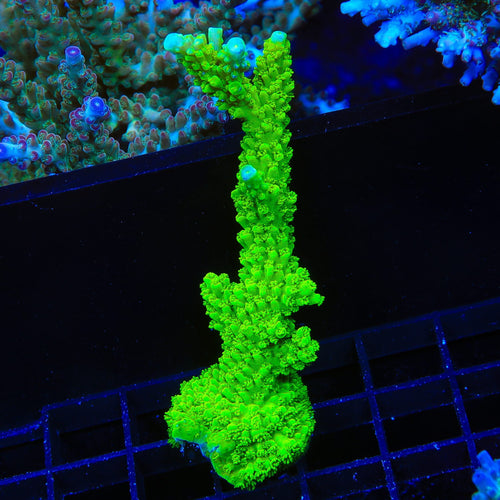 Green Slimer Stag Acropora Coral