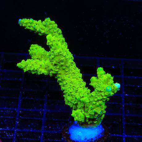 Green Slimer Stag Acropora XL Frag Coral