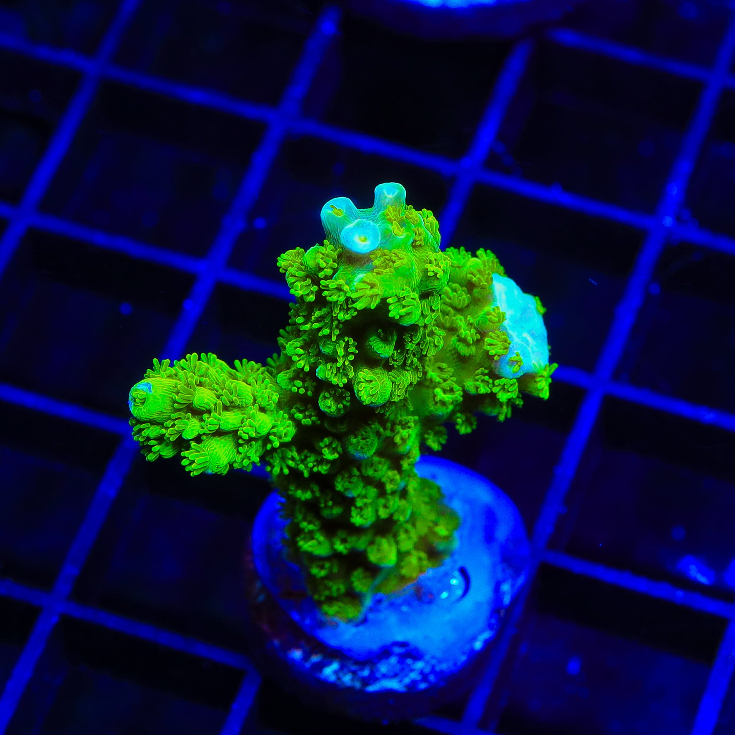 Green Slimer Stag Acropora XL Frag Coral