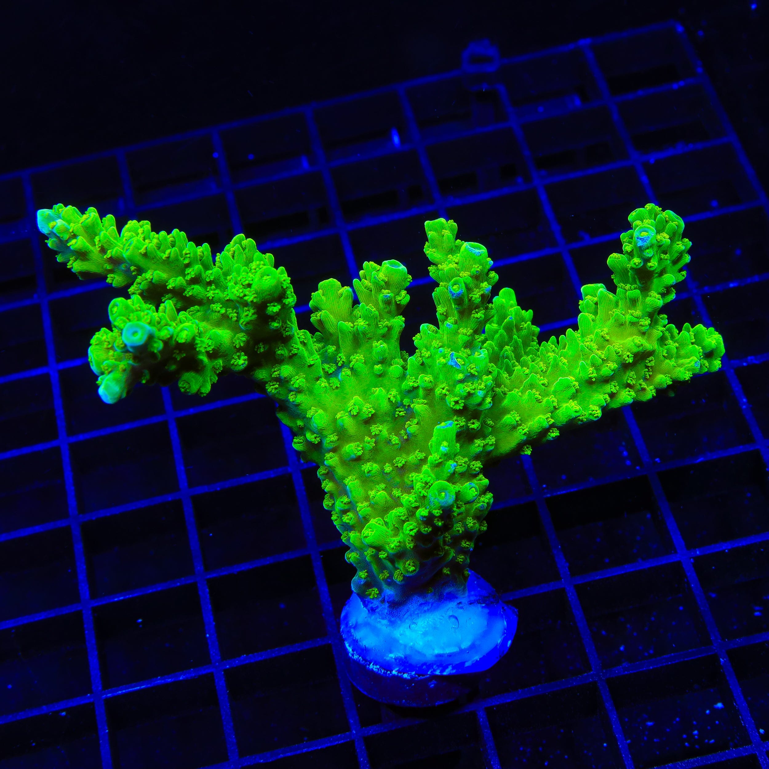 Green Slimer Stag Acropora XL Frag Coral