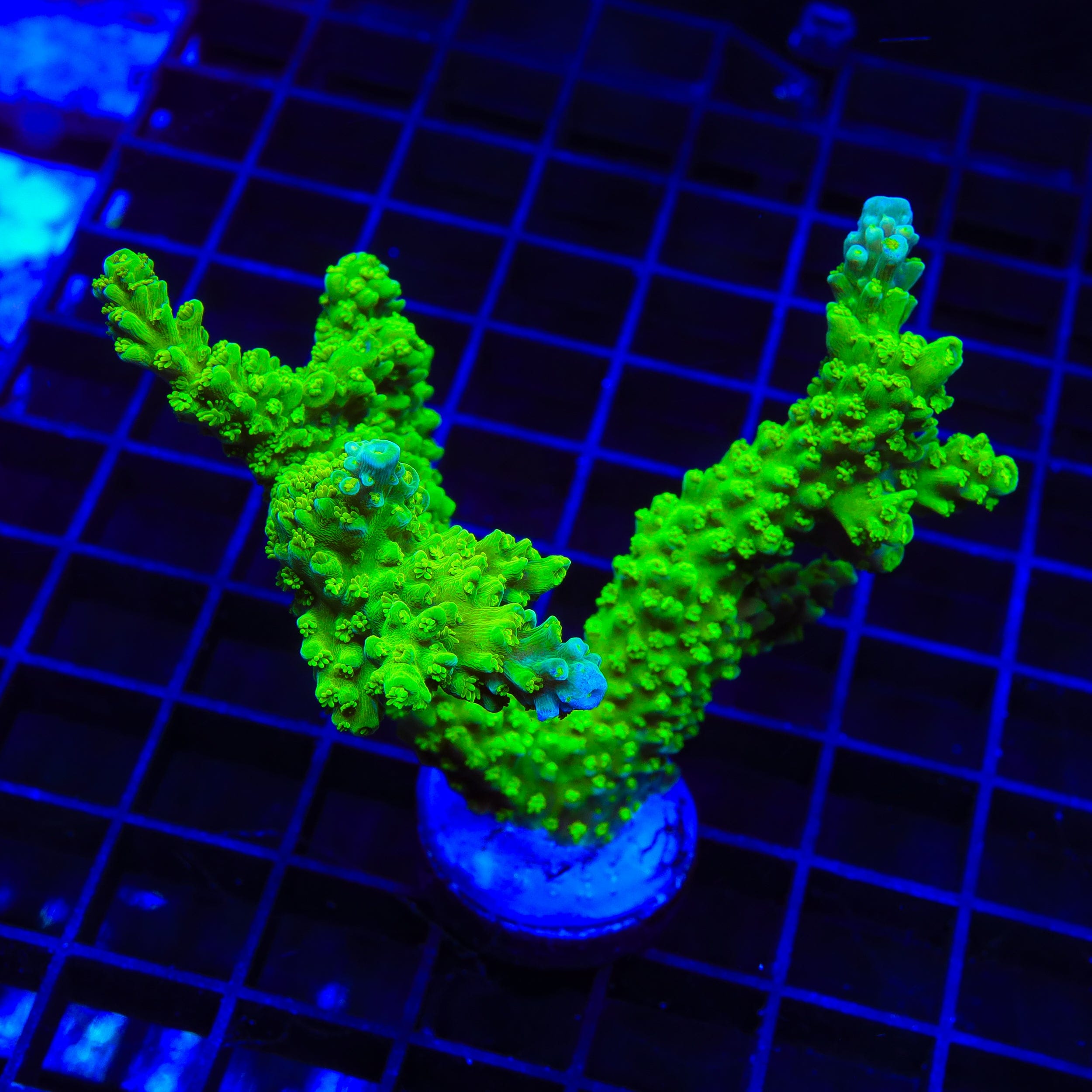 Green Slimer Stag Acropora XL Frag Coral