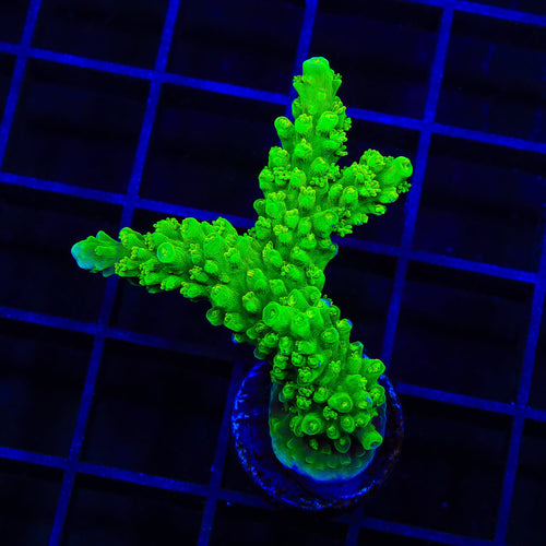 Green Slimer Stag Acropora XL Frag Coral