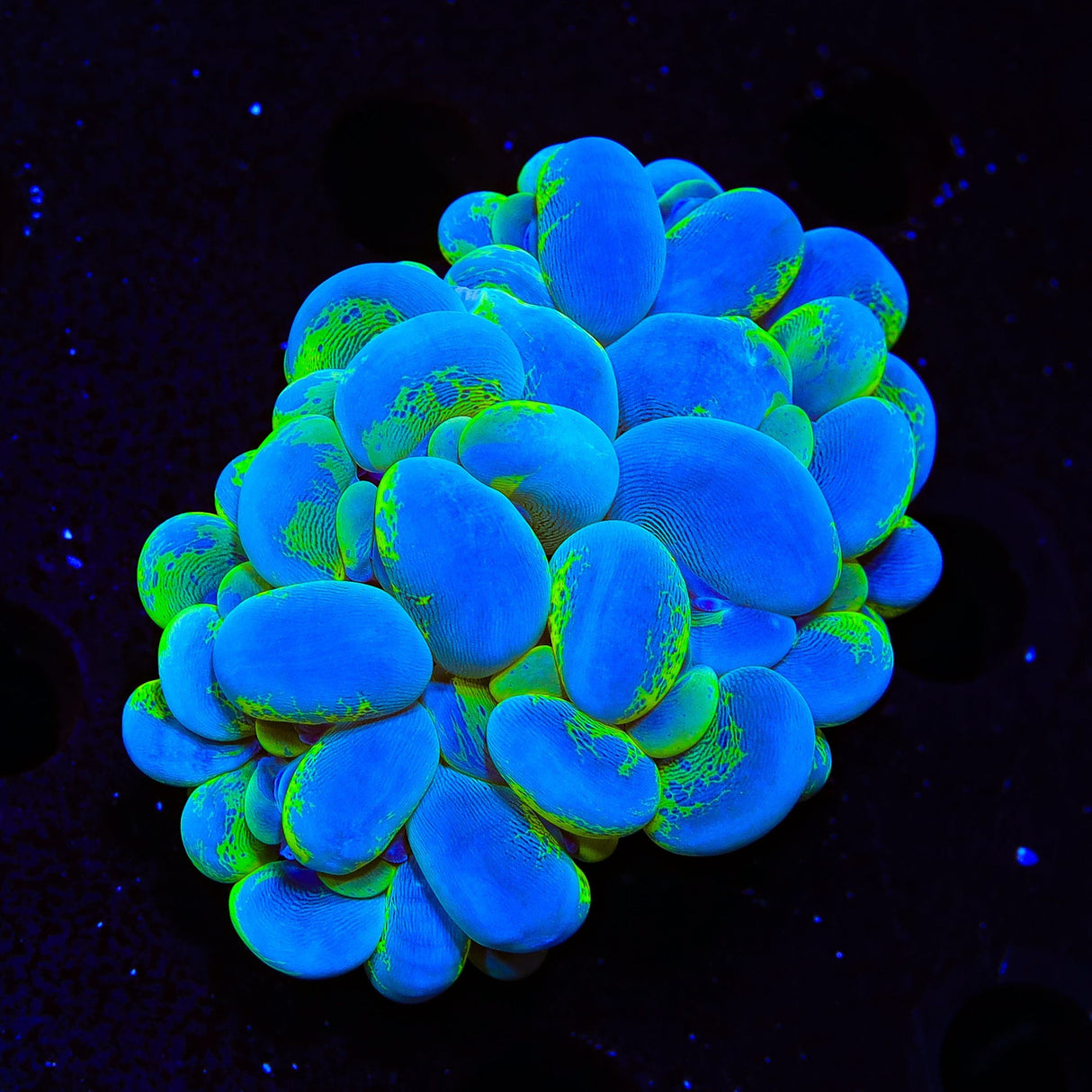 Green Splatter Bubble Coral