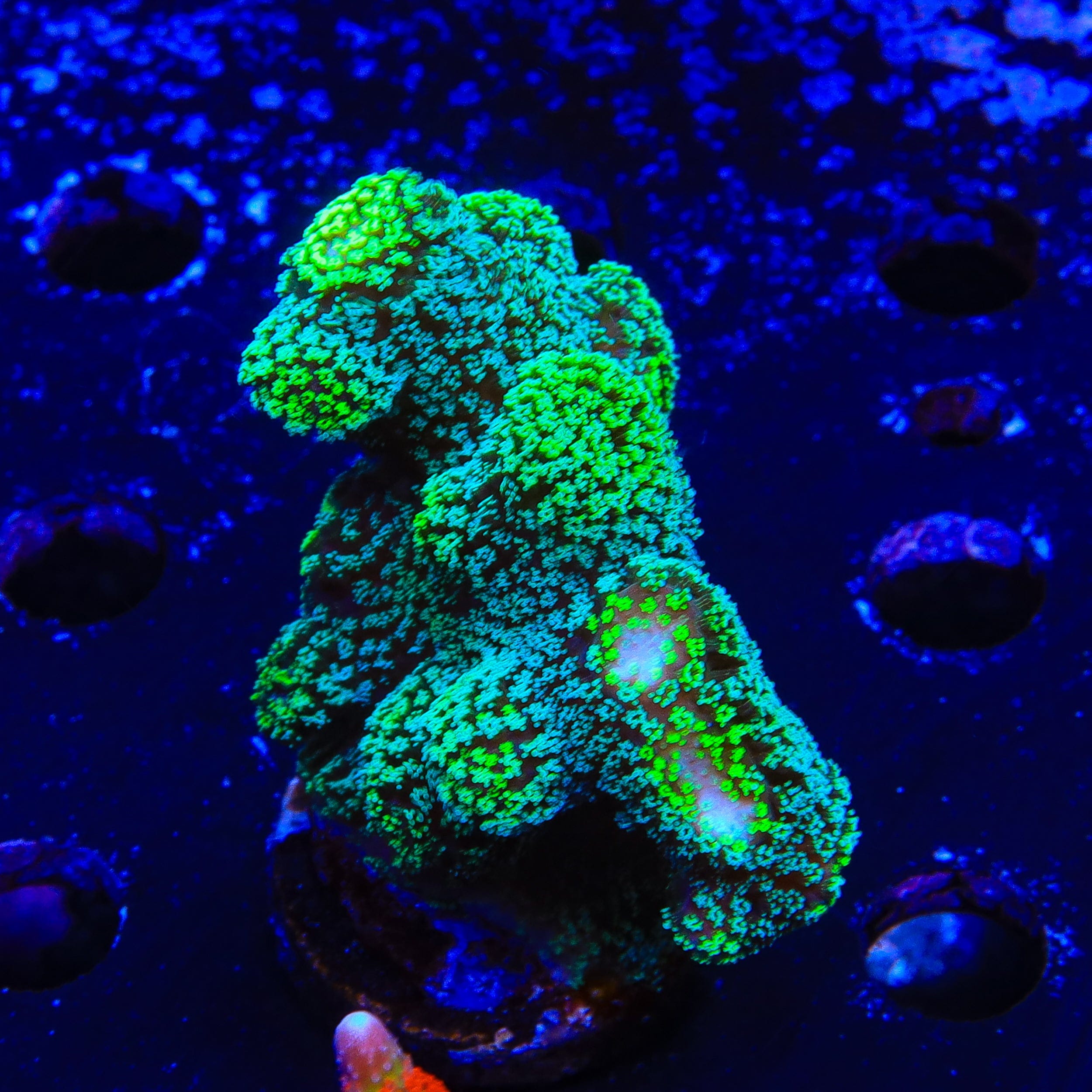 Green Stylophora XL Frag Coral