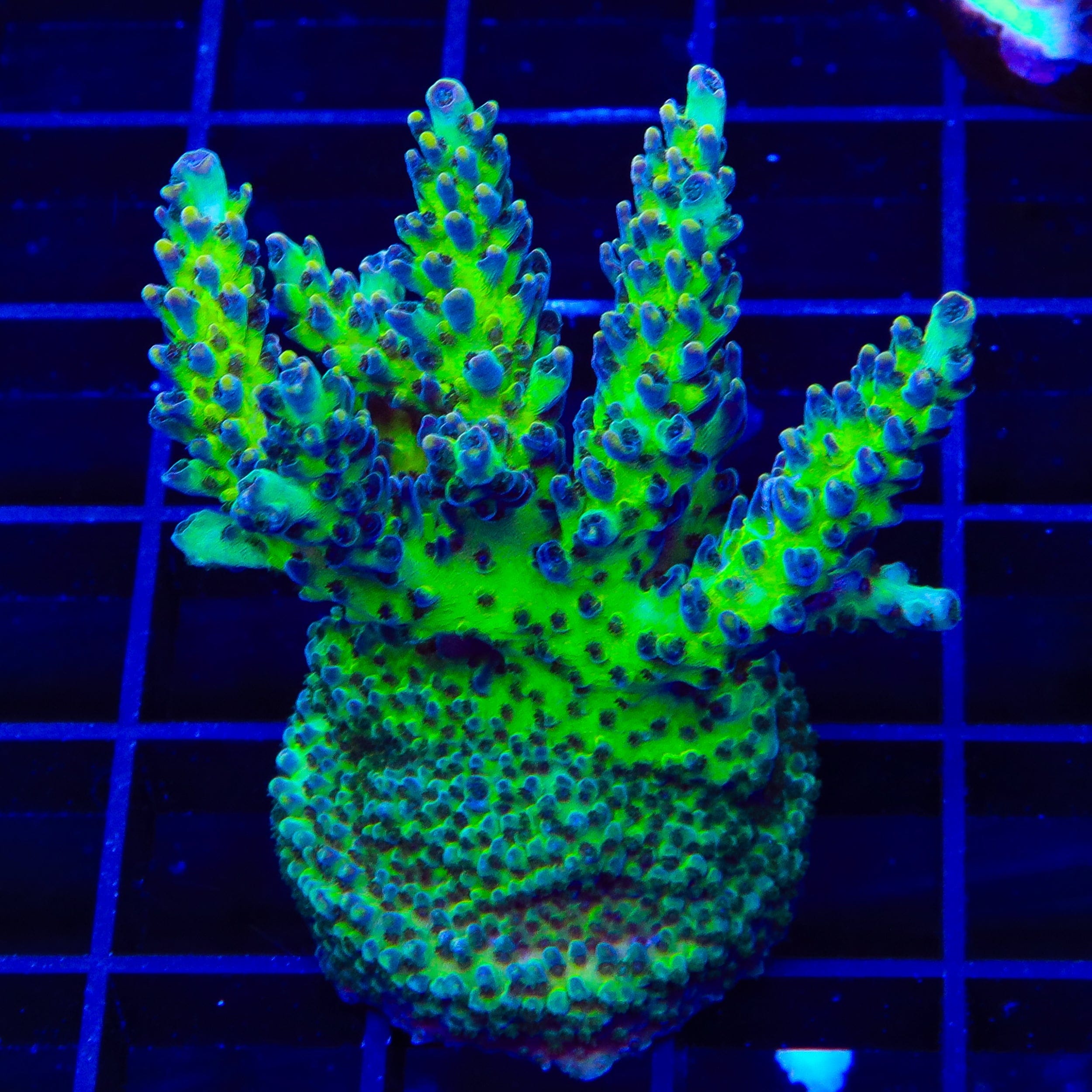 Greg Hillers Aqua Delight Acropora XL Frag Coral