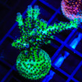 Greg Hillers Aqua Delight Acropora XL Frag Coral