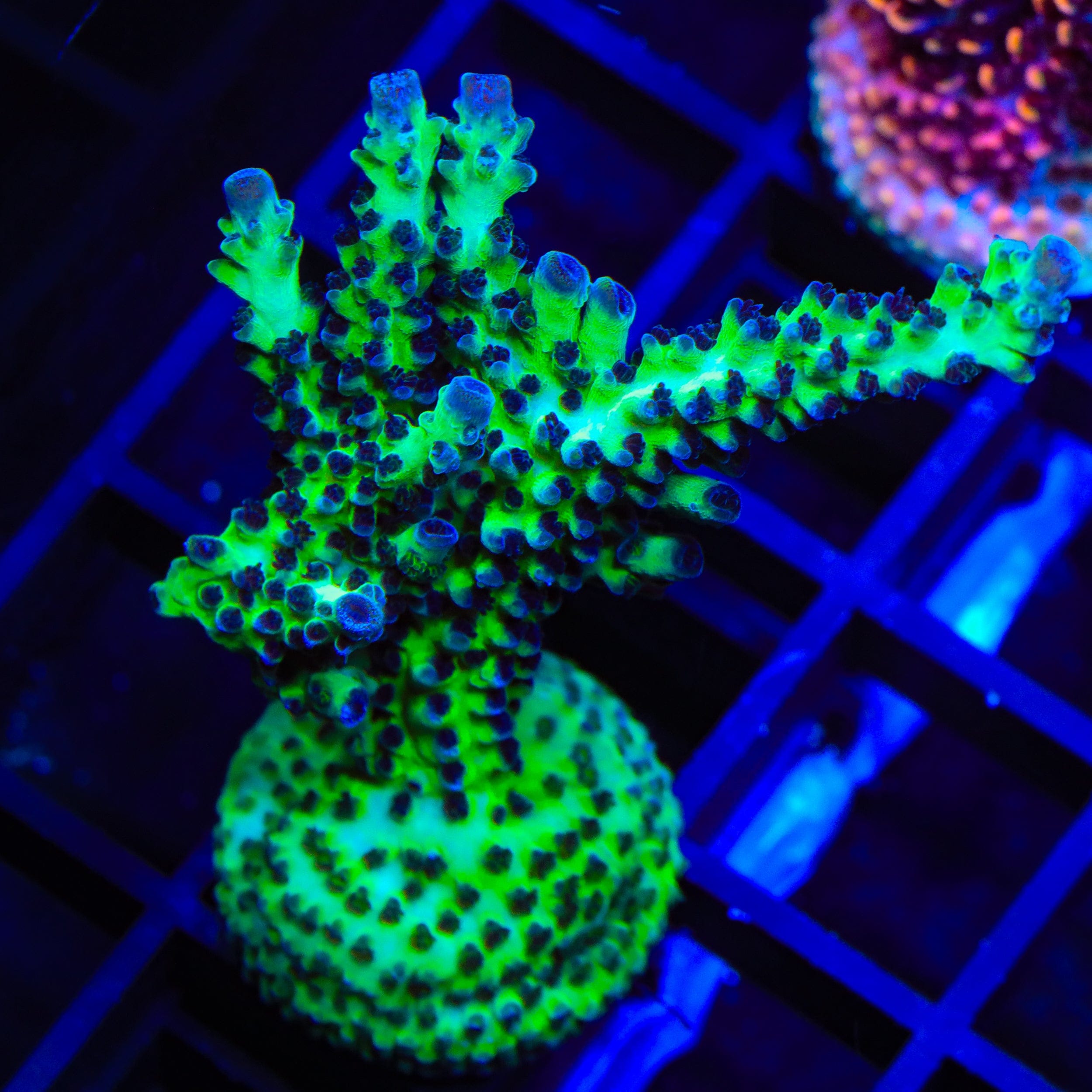 Greg Hillers Aqua Delight Acropora XL Frag Coral