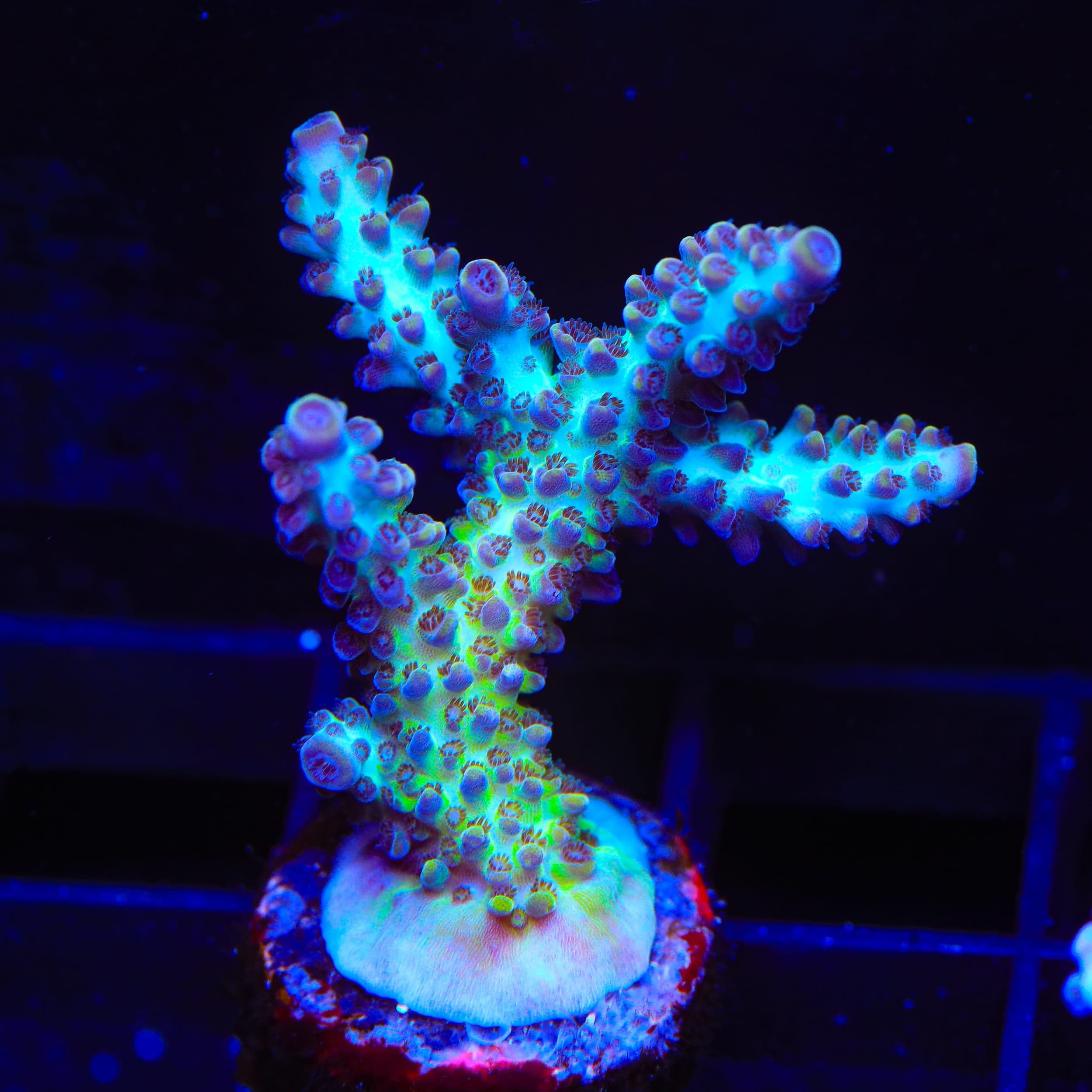 Greg Hillers Aqua Delight Acropora XL Frag Coral