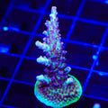 Greg Hillers Aqua Delight Acropora XL Frag Coral