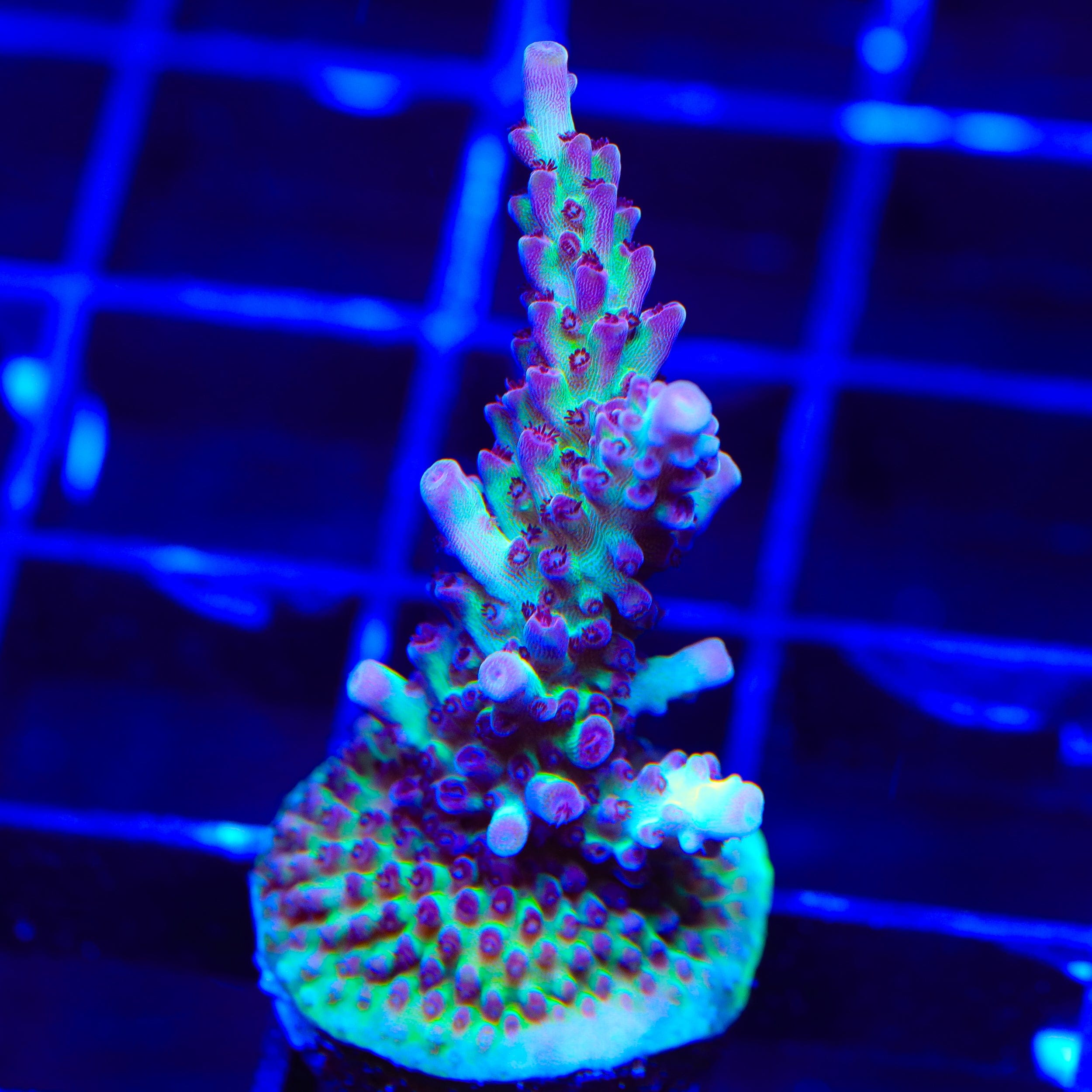 Greg Hillers Aqua Delight Acropora XL Frag Coral