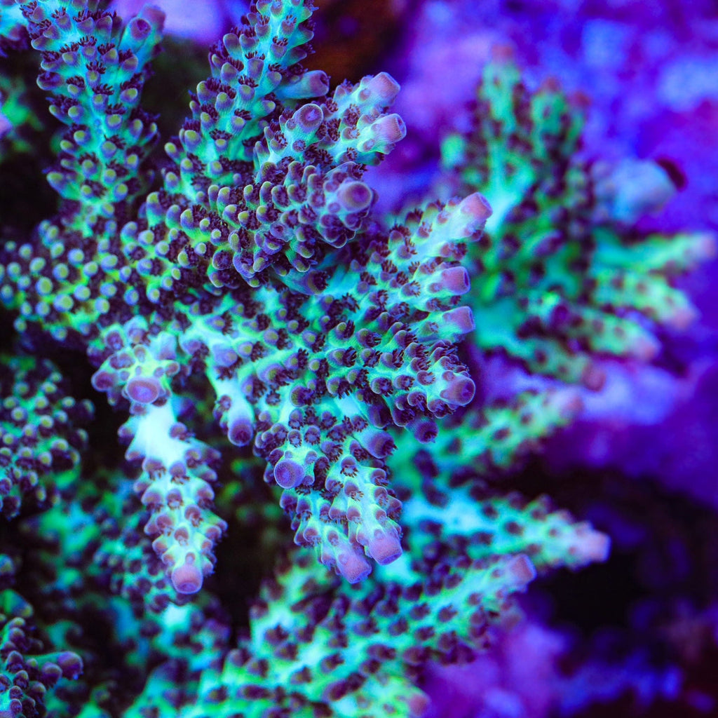 Greg Hillers Aqua Delight Acropora XL Frag Coral