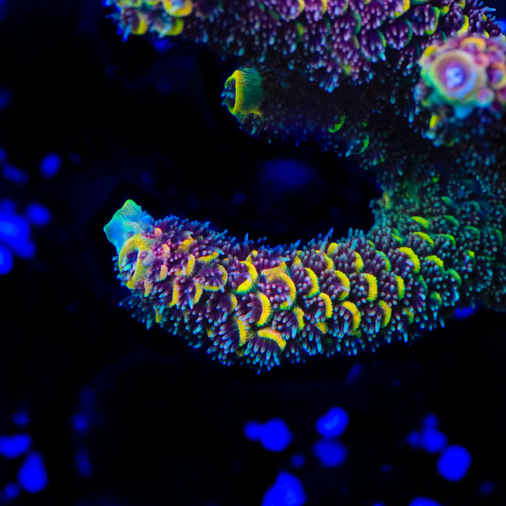 GWS Eternal Spathulata Acropora Coral