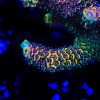 GWS Eternal Spathulata Acropora Coral