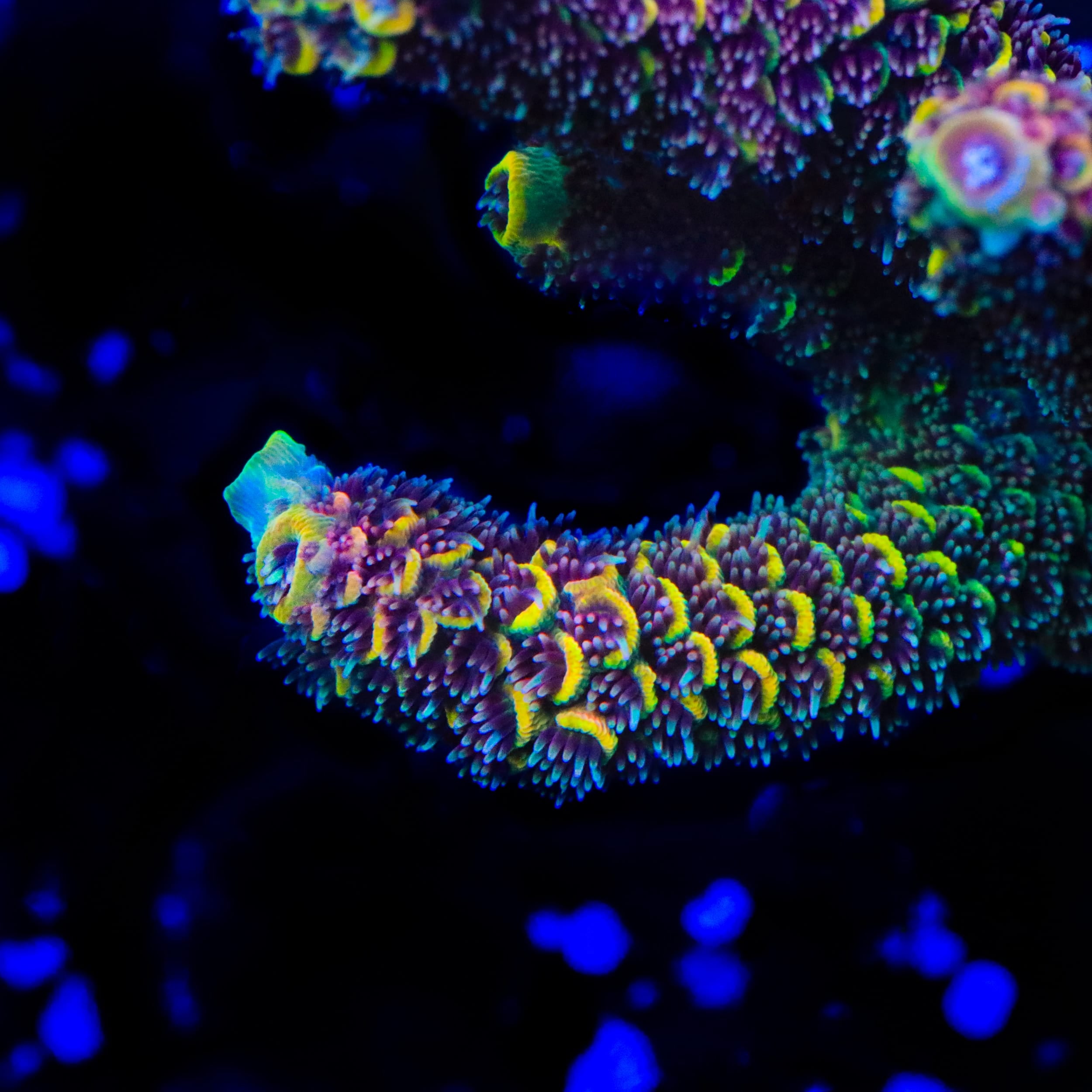 GWS Eternal Spathulata Acropora Coral