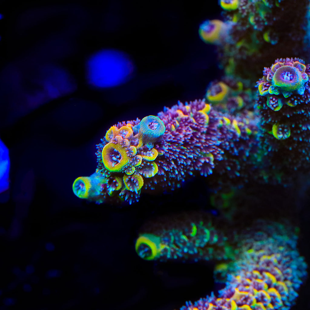GWS Eternal Spathulata Acropora Coral