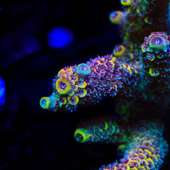 GWS Eternal Spathulata Acropora Coral