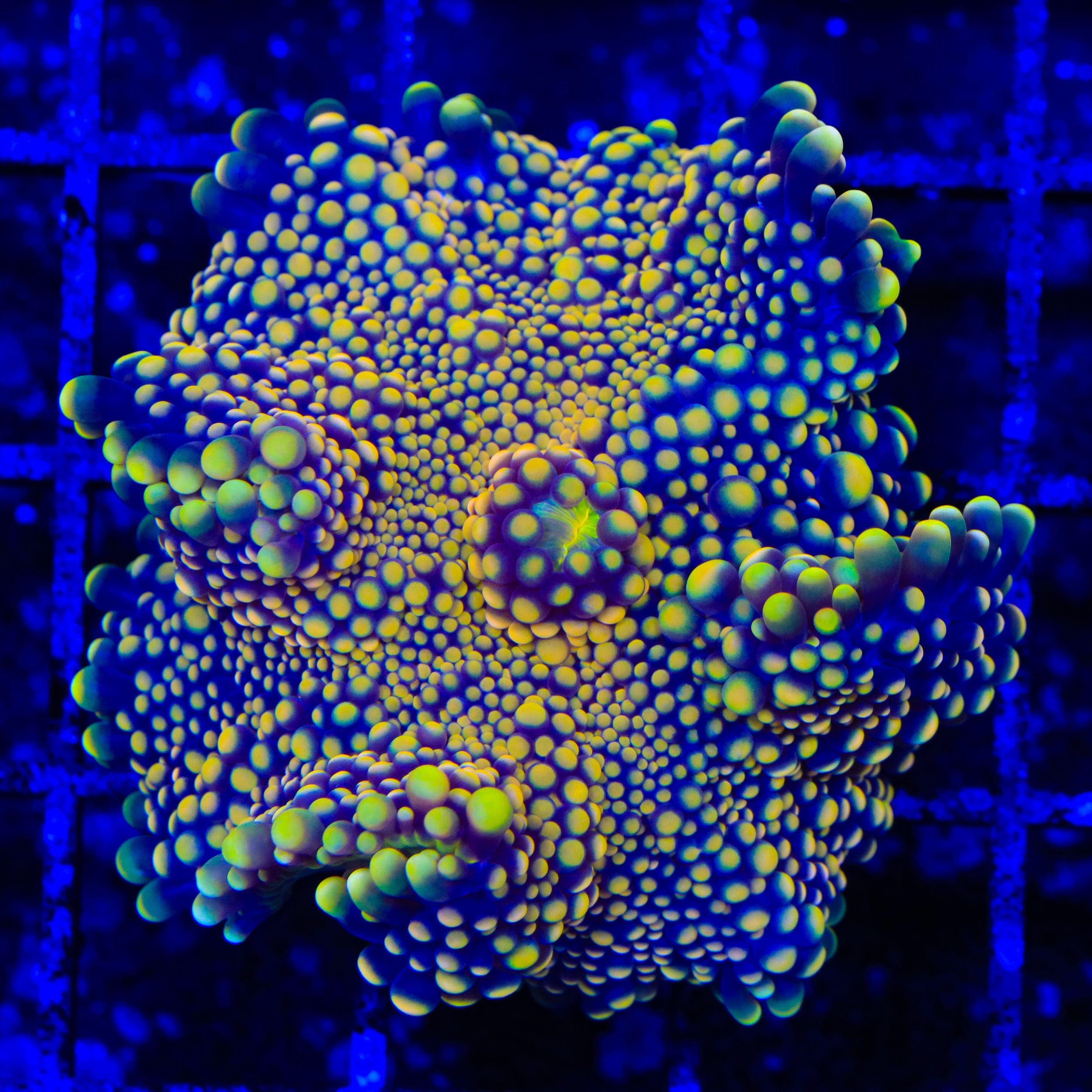 Hail Mary Yuma Coral