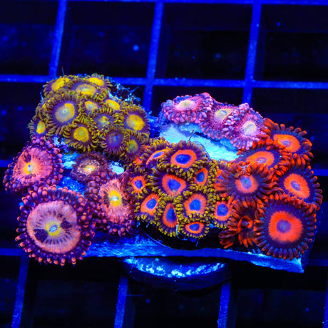 Halle Berry, King Midas Combo Zoanthids Coral