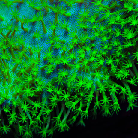 Highlighter Toadstool Leather Coral