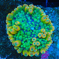 Huckleberry Yuma Mushroom Coral