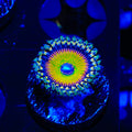 Hyper Jubilee Zoanthids Coral