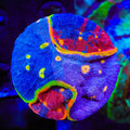 Insane Rainbow Chalice Colony Coral