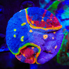 Insane Rainbow Chalice Colony Coral
