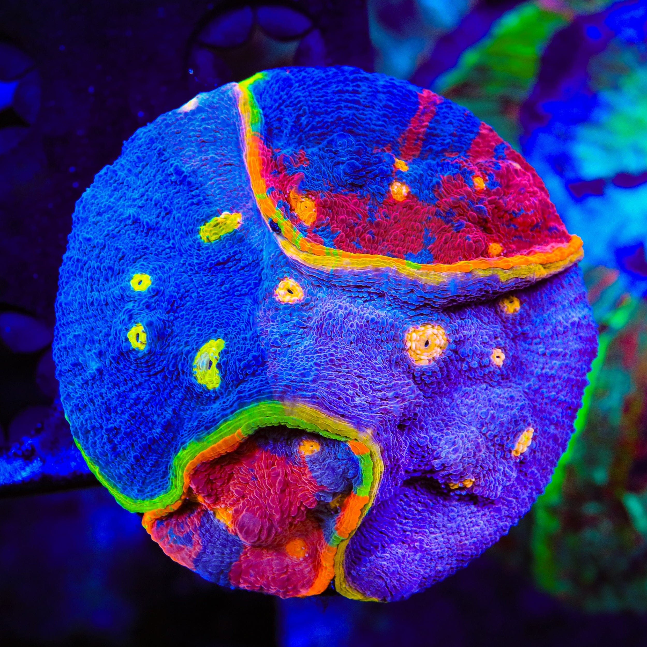 Insane Rainbow Chalice Colony Coral
