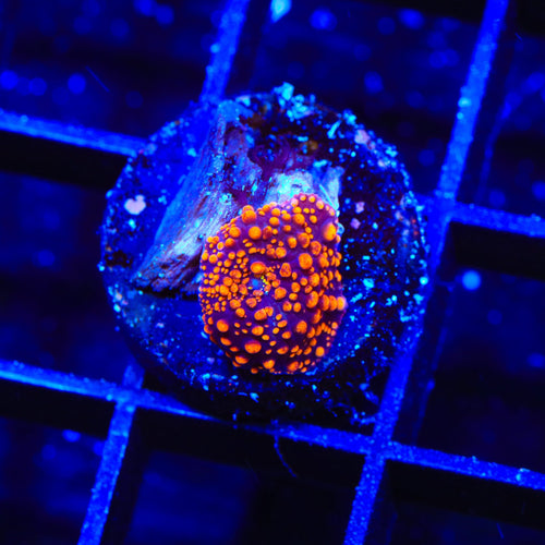 Interstellar Mushroom Coral