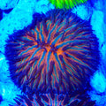 Jack O Lantern Plate Coral