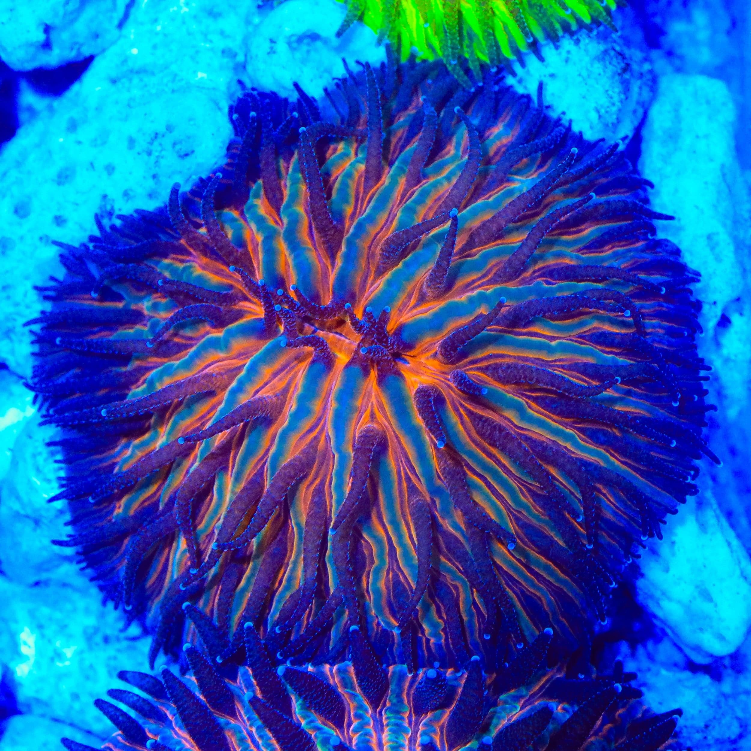 Jack O Lantern Plate Coral