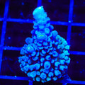Jake Adams Immortal Tort Acropora Coral