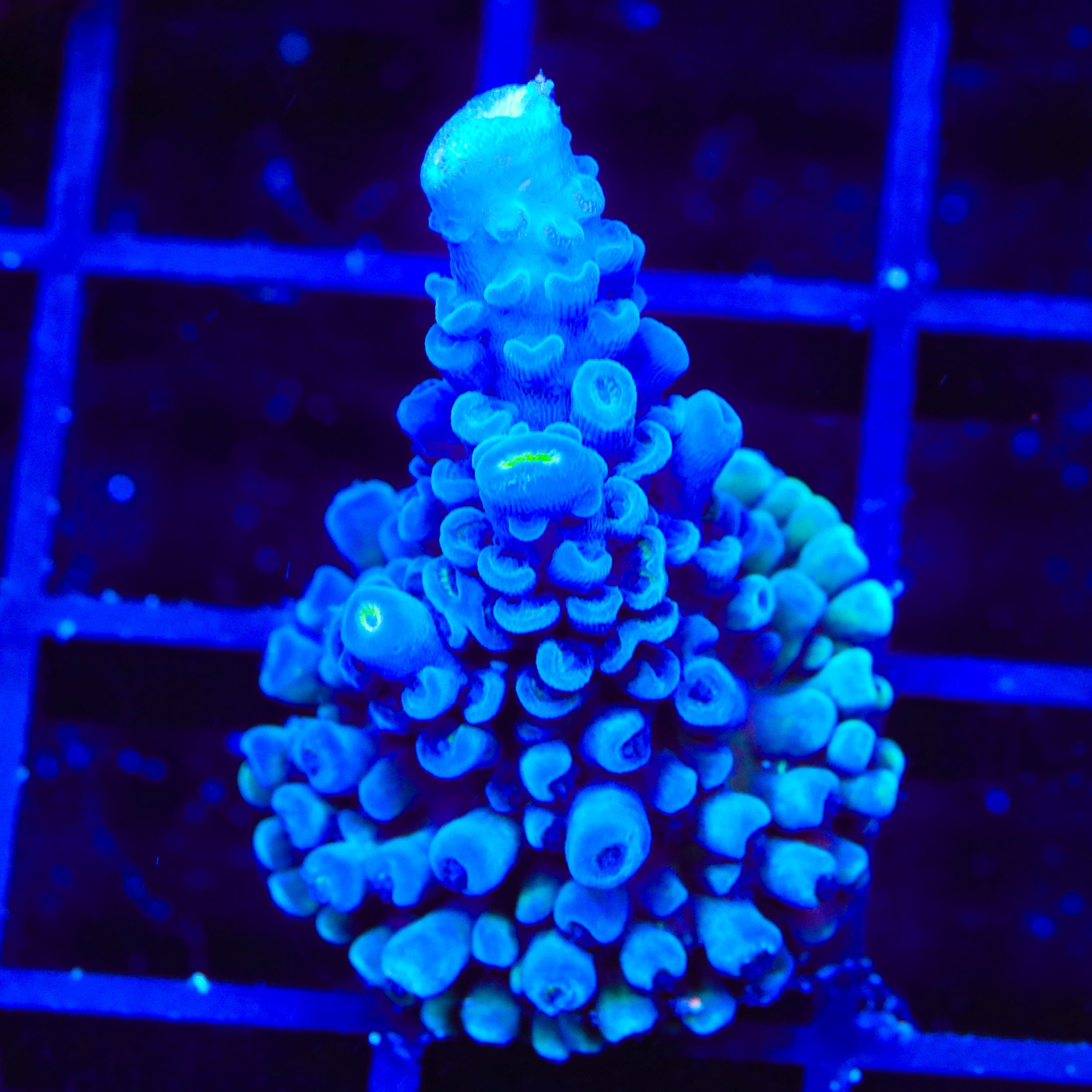 Jake Adams Immortal Tort Acropora Coral