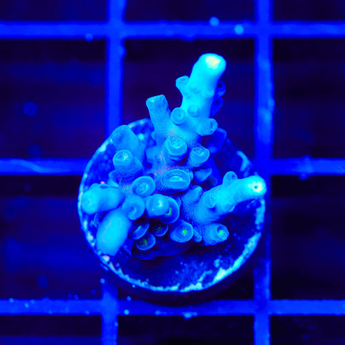 Jake Adams Immortal Tort Acropora Coral
