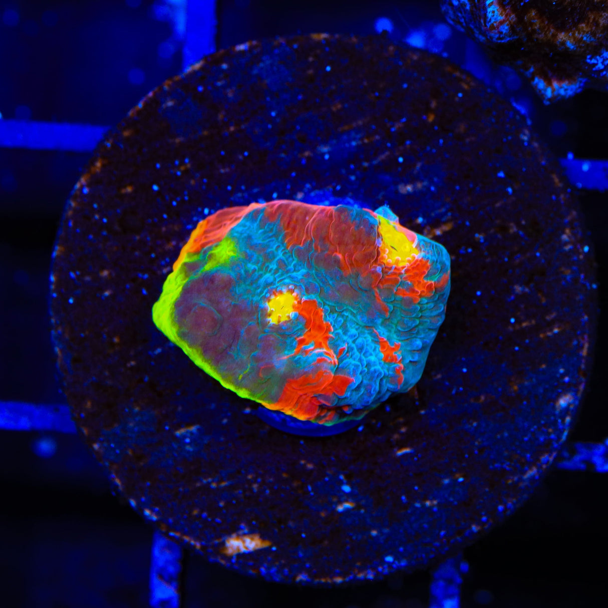 Jelly Bean Chalice Coral