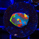 Jelly Bean Chalice Coral