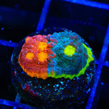 Jelly Bean Chalice Coral