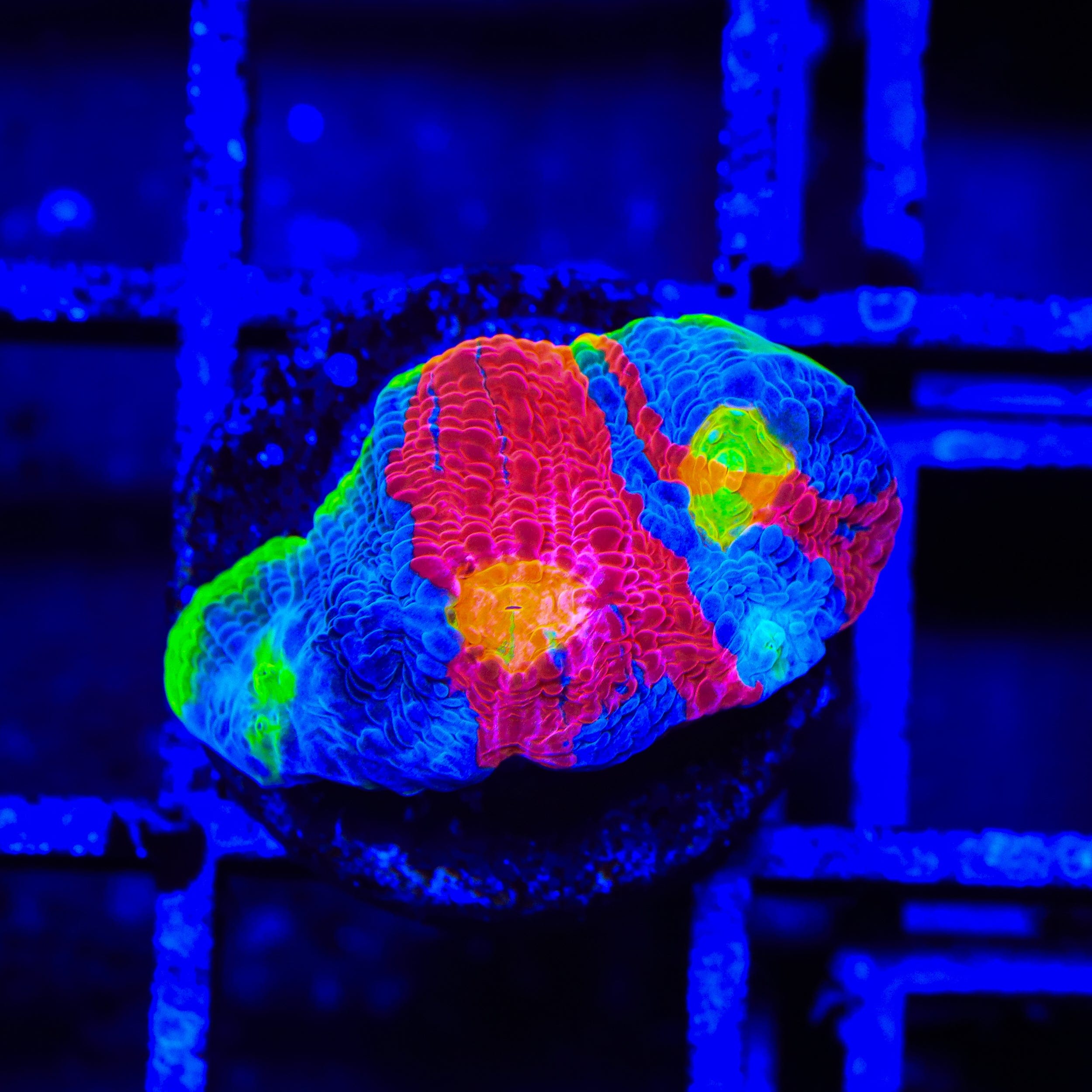 Jelly Bean Chalice Coral