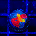 Jelly Bean Chalice Coral
