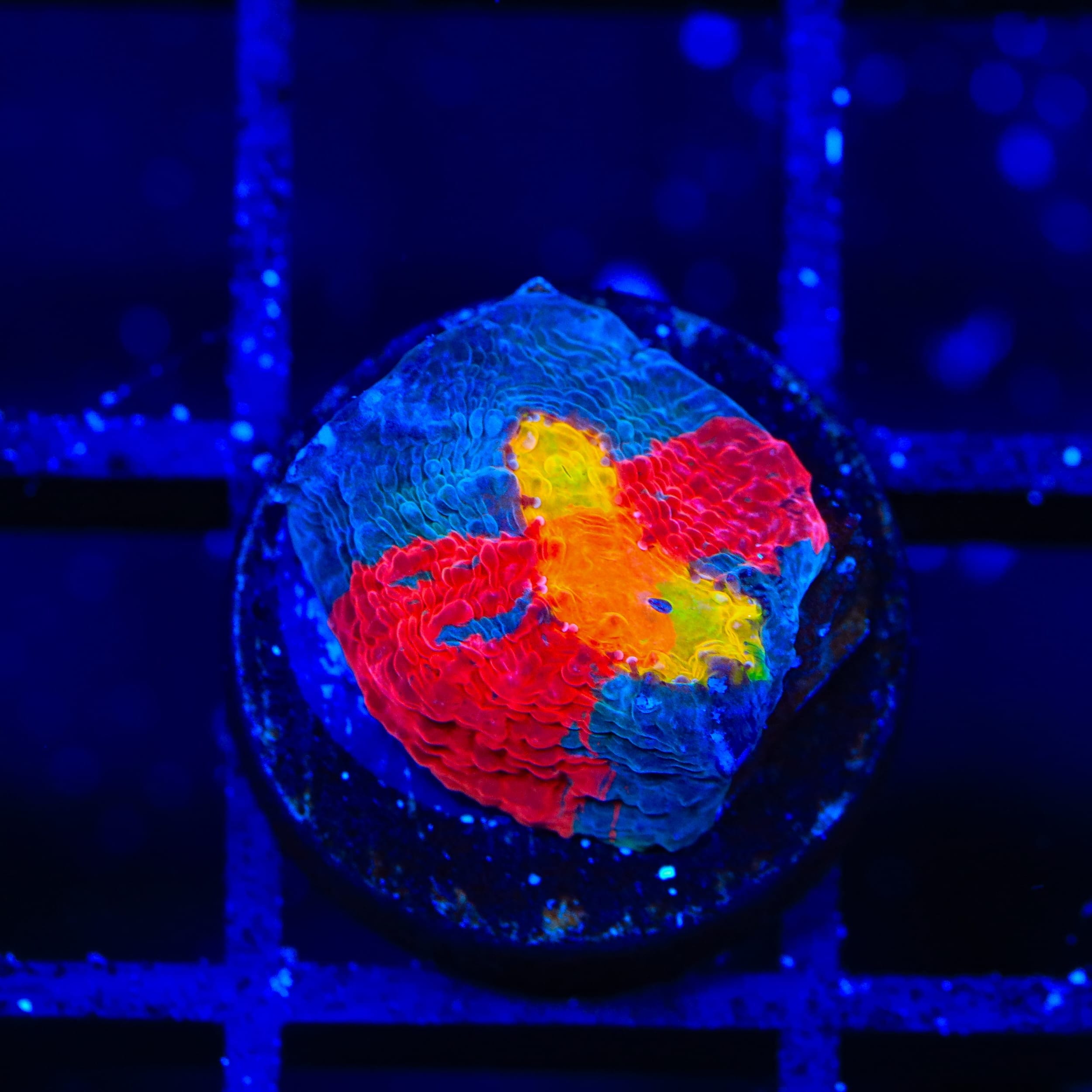 Jelly Bean Chalice Coral