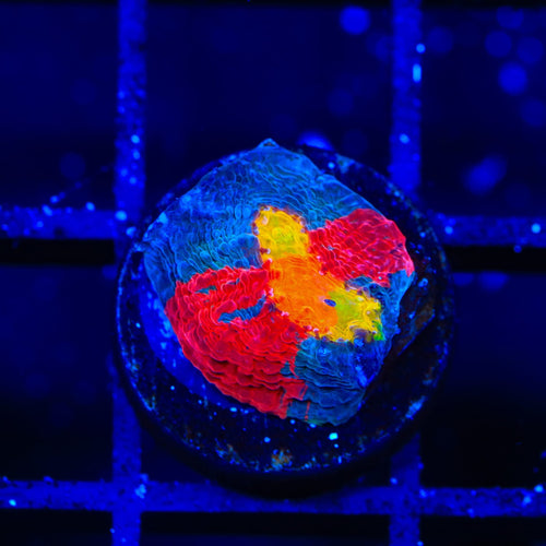 Jelly Bean Chalice Coral